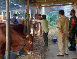 Antisipasi PMK, Kodim Madiun Gandeng DKPP Kota Madiun Berikan Vaksin Pada Hewan Ternak.